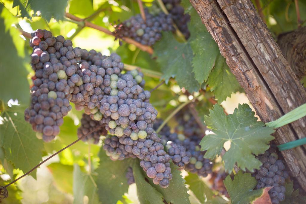 Podere Il Poggiolo Pontassieve Bagian luar foto
